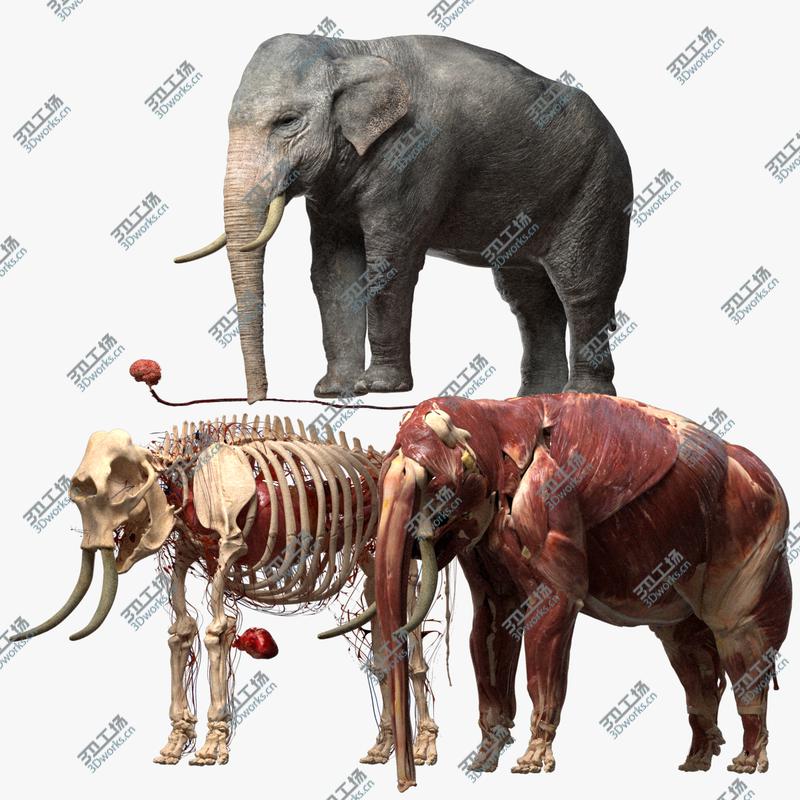 images/goods_img/202104093/Asian Elephant Anatomy 3D model/1.jpg
